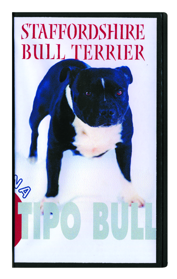 07_Staffordshire Bull Terrier